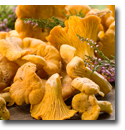 Frische Pfifferlinge